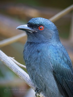 Ashy Drongo (Dicrurus leucophaeus) 