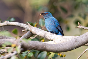 Asian fairy-bluebird (Irena puella) (1)