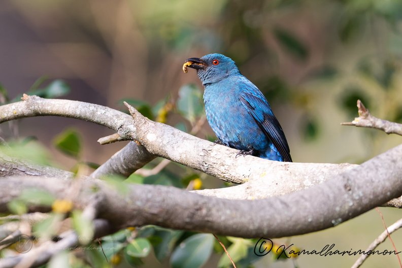 Asian fairy-bluebird (Irena puella) (1).jpg