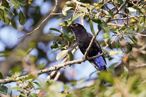 Asian fairy-bluebird (Irena puella) (2)