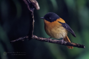 Black-and-orange Flycatcher (Ficedula nigrorufa) (1)