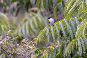 bar-winged flycatcher-shrike (Hemipus picatus)