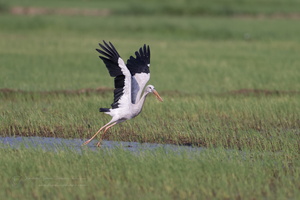 Asian openbill (Anastomus oscitans) 