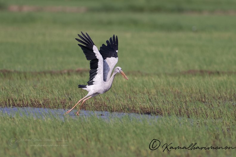 Asian openbill (Anastomus oscitans)_.jpg