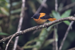 Black-and-orange Flycatcher (Ficedula nigrorufa) (3)