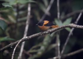 Black-and-orange Flycatcher (Ficedula nigrorufa) (2)