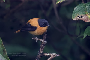 Black-and-orange Flycatcher (Ficedula nigrorufa) (4)