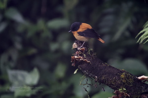 Black-and-orange Flycatcher (Ficedula nigrorufa) (5)