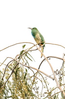 blue-bearded bee-eater (Nyctyornis athertoni)  (1)