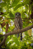 Brown Hawk-Owl (Ninox scutulata)