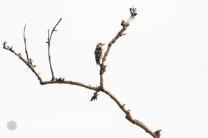 Brown-capped Pygmy Woodpecker (Yungipicus nanus)