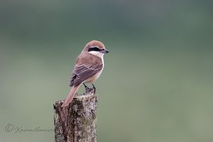 Brown Shrike (Lanius cristatus)