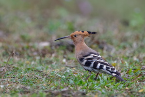 Common Hoopoe (Upupa epops) (1)