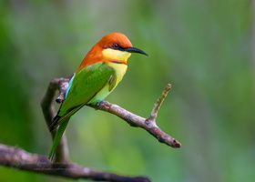 Chestnut-headed Bee-eater (Merops leschenaulti)