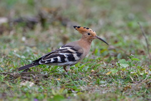 Common Hoopoe (Upupa epops) (2)