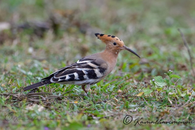 Common Hoopoe (Upupa epops) (2).jpg