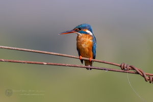 common kingfisher (Alcedo atthis)