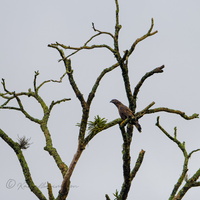 Crested Honey Buzzard (Pernis ptilorhynchus)