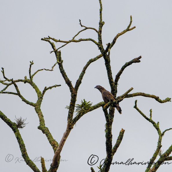 Crested Honey Buzzard (Pernis ptilorhynchus).jpg