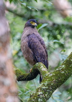 Crested Serpent Eagle (Spilornis cheela)  (1)
