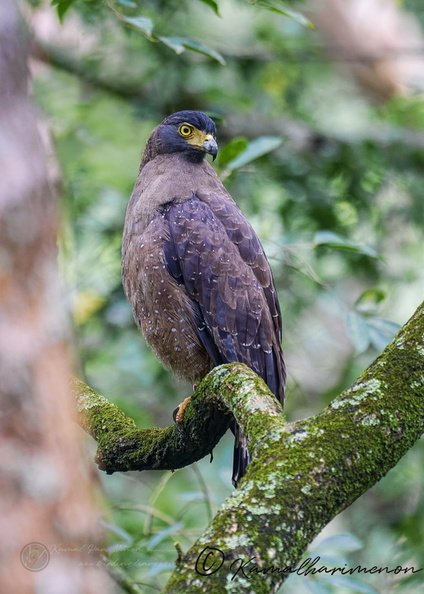 Crested Serpent Eagle (Spilornis cheela)  (1).jpg