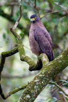 Crested Serpent Eagle (Spilornis cheela)  (2)