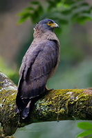 Crested serpent eagle (Spilornis cheela) (1)