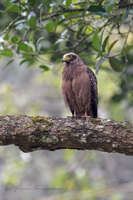 Crested Serpent Eagle (Spilornis cheela) (01)