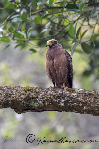 Crested Serpent Eagle (Spilornis cheela) (01).jpg