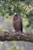 Crested Serpent Eagle (Spilornis cheela) (2)