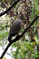Crested serpent eagle (Spilornis cheela)