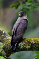 Crested serpent eagle (Spilornis cheela) (4)