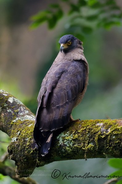 Crested serpent eagle (Spilornis cheela) (4).jpg