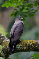 Crested serpent eagle (Spilornis cheela) (3)