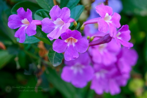 Flowers on the pavement (2)