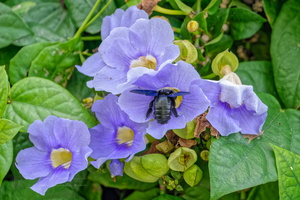 Flowers on the pavement (1)
