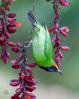 Golden-fronted Leafbird (Golden-fronted Chloropsis) (1)-SAI-focus