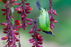 Golden-fronted Leafbird (Golden-fronted Chloropsis) (2)