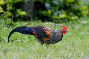 Grey Junglefowl (Gallus sonneratii) (1)