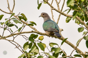 Green Imperial Pigeon (Ducula aenea)
