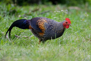 Grey Junglefowl (Gallus sonneratii) (3)