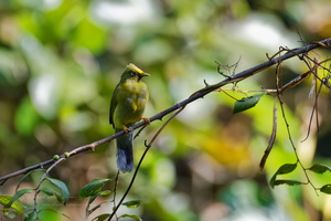 Grey-headed Bulbul (Brachypodius priocephalus) (2)