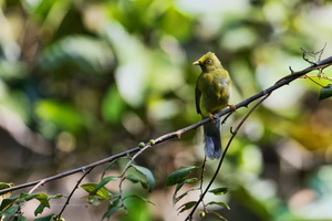 Grey-headed Bulbul (Brachypodius priocephalus) (1)