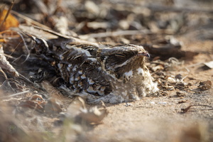 Indian Nightjar (Caprimulgus asiaticus)