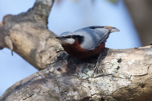Indian Nuthatch (Sitta castanea)