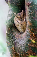 Indian Scops Owl (Otus bakkamoena) (2)