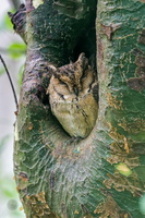Indian Scops Owl (Otus bakkamoena) (1)