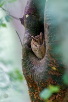 Indian Scops Owl (Otus bakkamoena) (3)