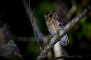 Indian Scops Owl (Otus bakkamoena)