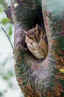 Indian Scops Owl (Otus bakkamoena) (4)